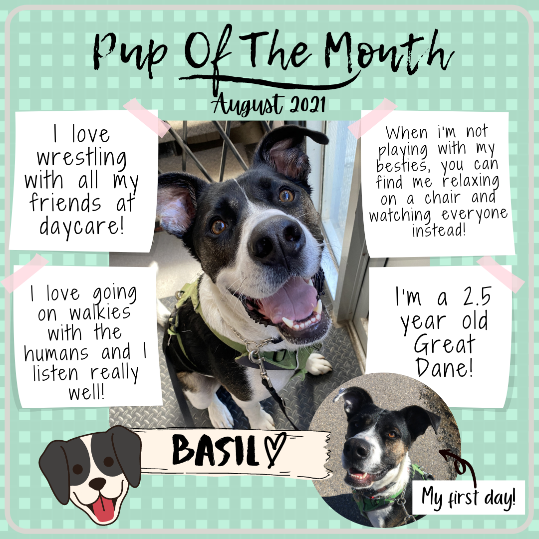 Pup Of The Month 2 -August 2021.png