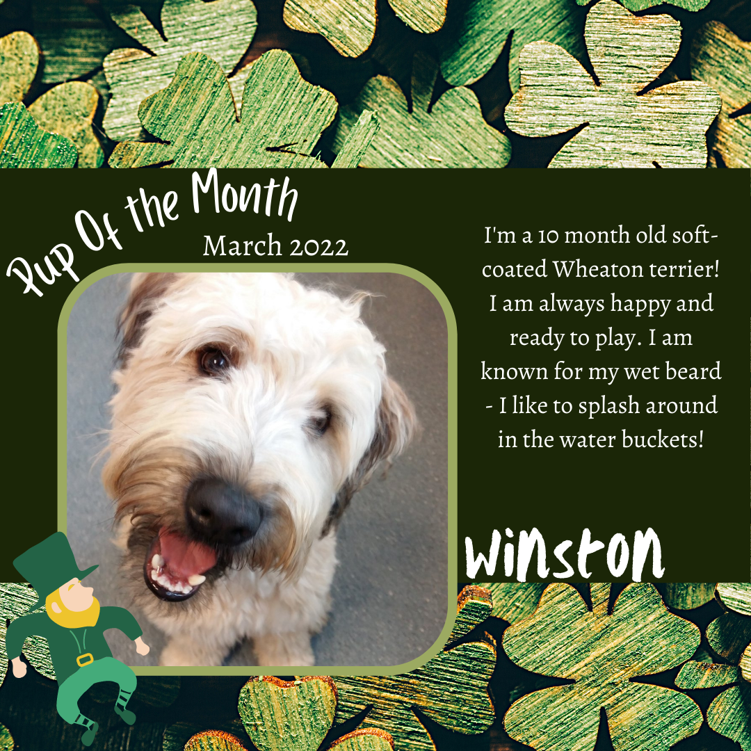 pup of the month Mar 2022.png