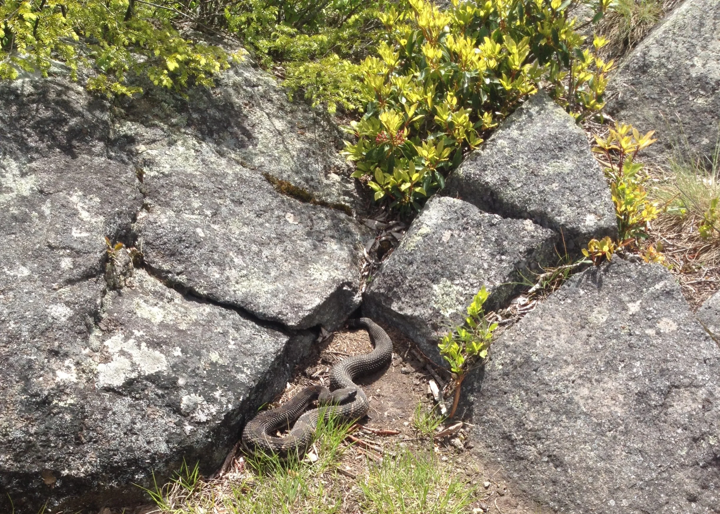 'The Self-Starting Saboteur: a short story of sorts, or rather, not at all.' &amp; 'vain, with a tendency towards beauty,' by Sad Girl no last name