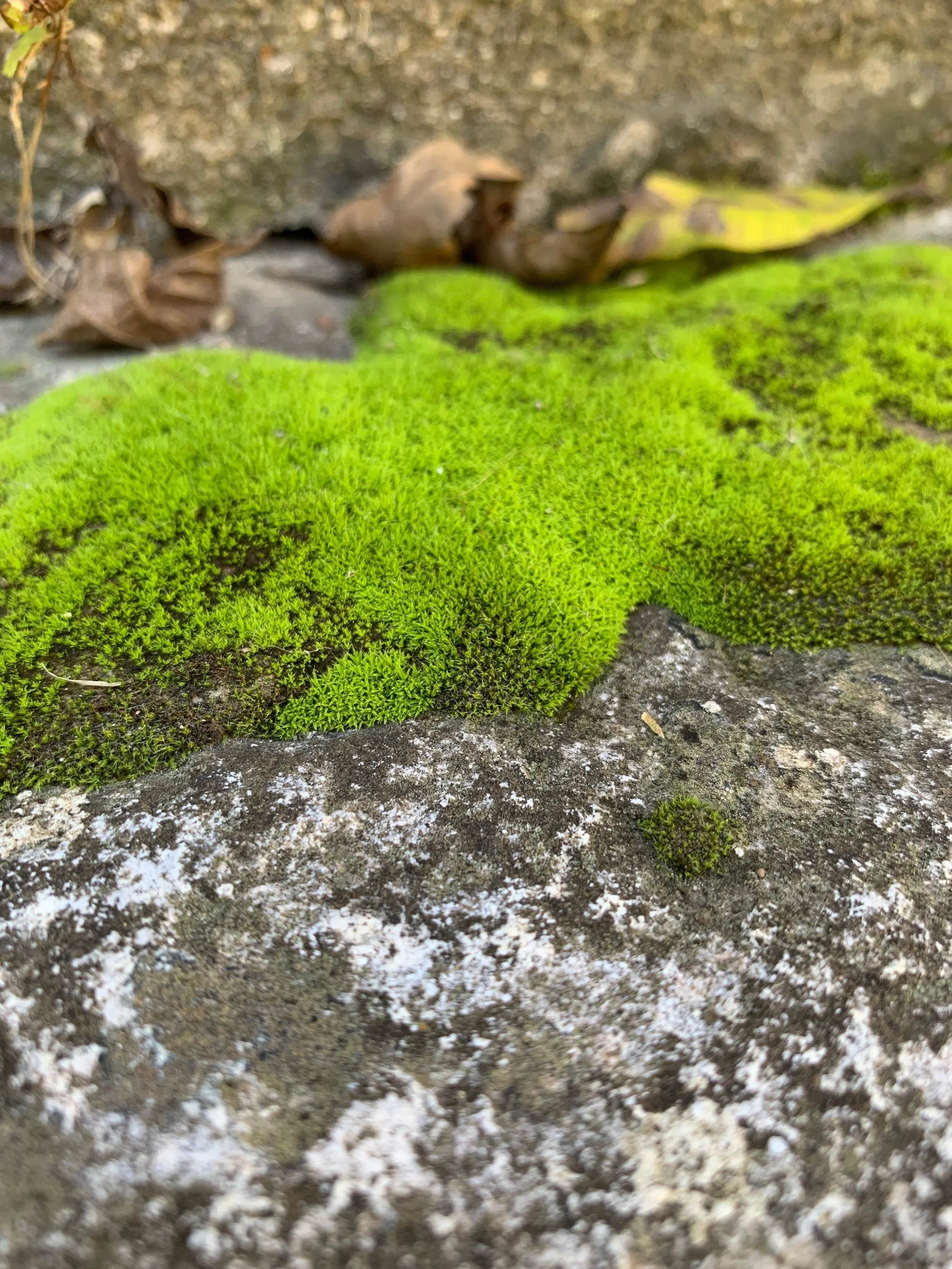 the world is full of girls and i am full of you &amp; whisper the word fishwife into her mouth, By Chloe Kirkpatrick