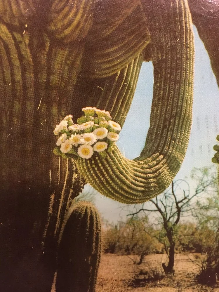 Repair and Dead Pigeons, by Mitchell Grabois 