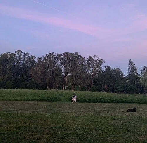 dispatches from the airstream: by Dale Leonheart