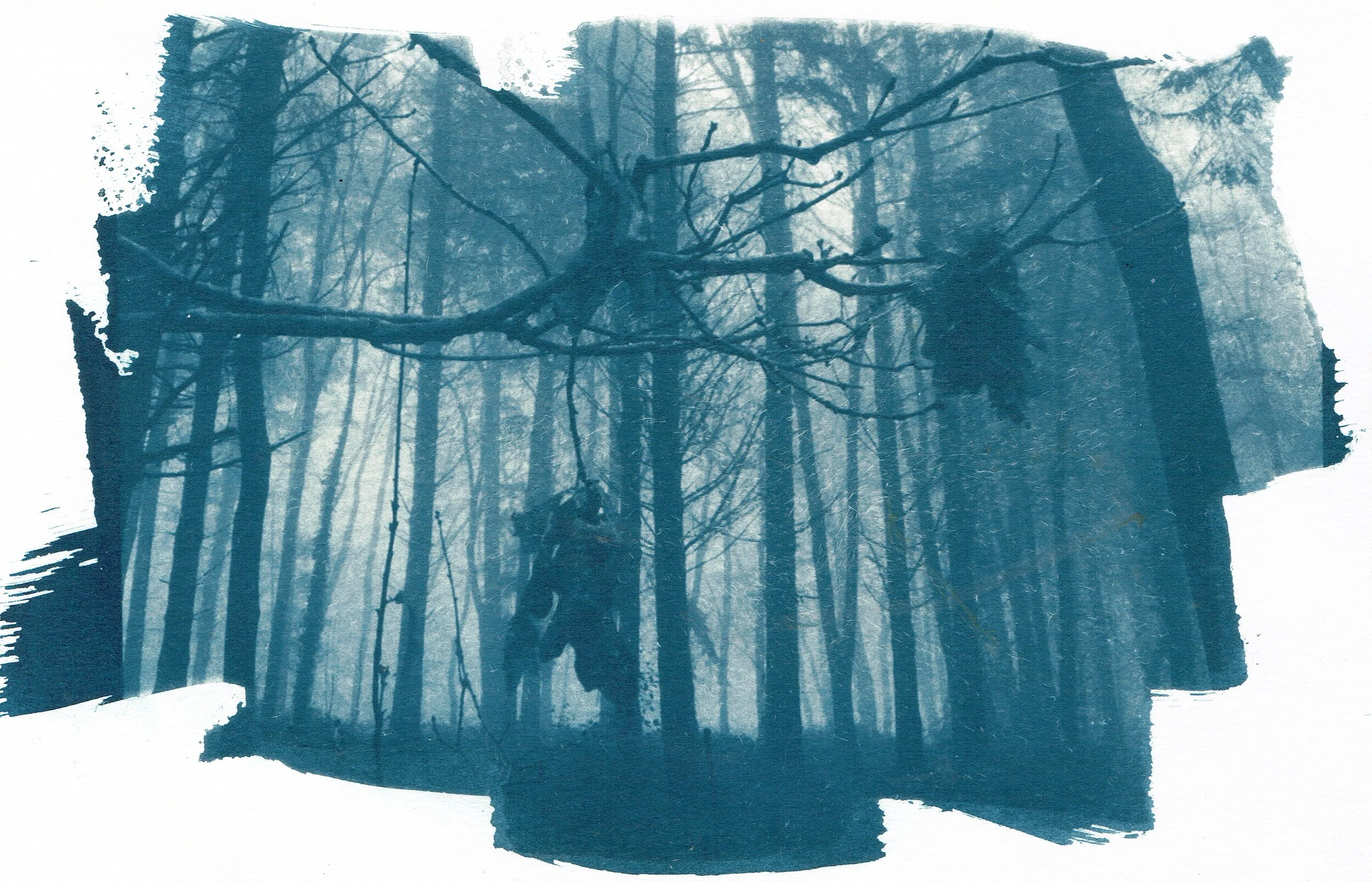 Foxes and Coyotes, by Zach Murphy