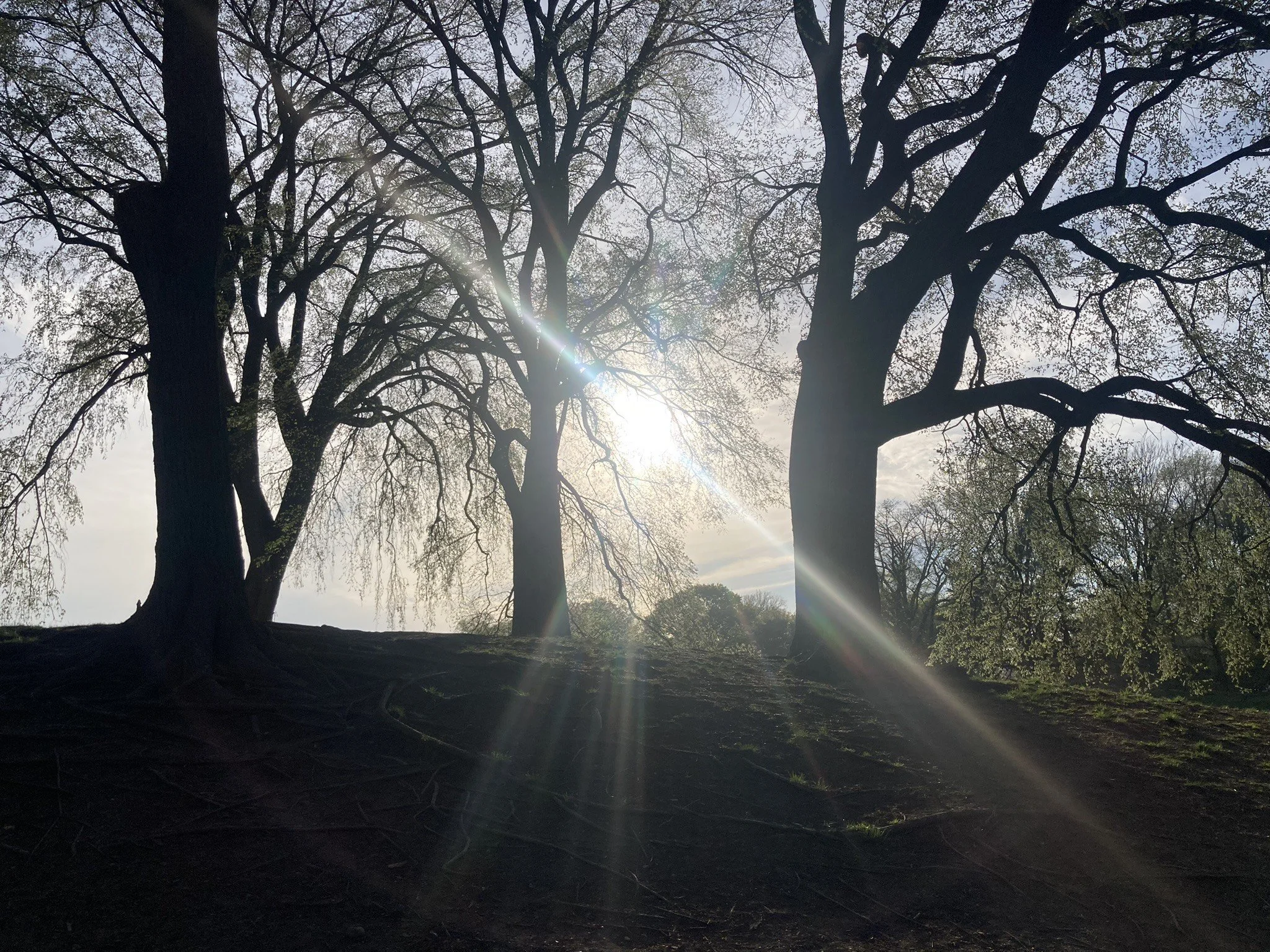 'mycorrhizal network', by Beth Gilson