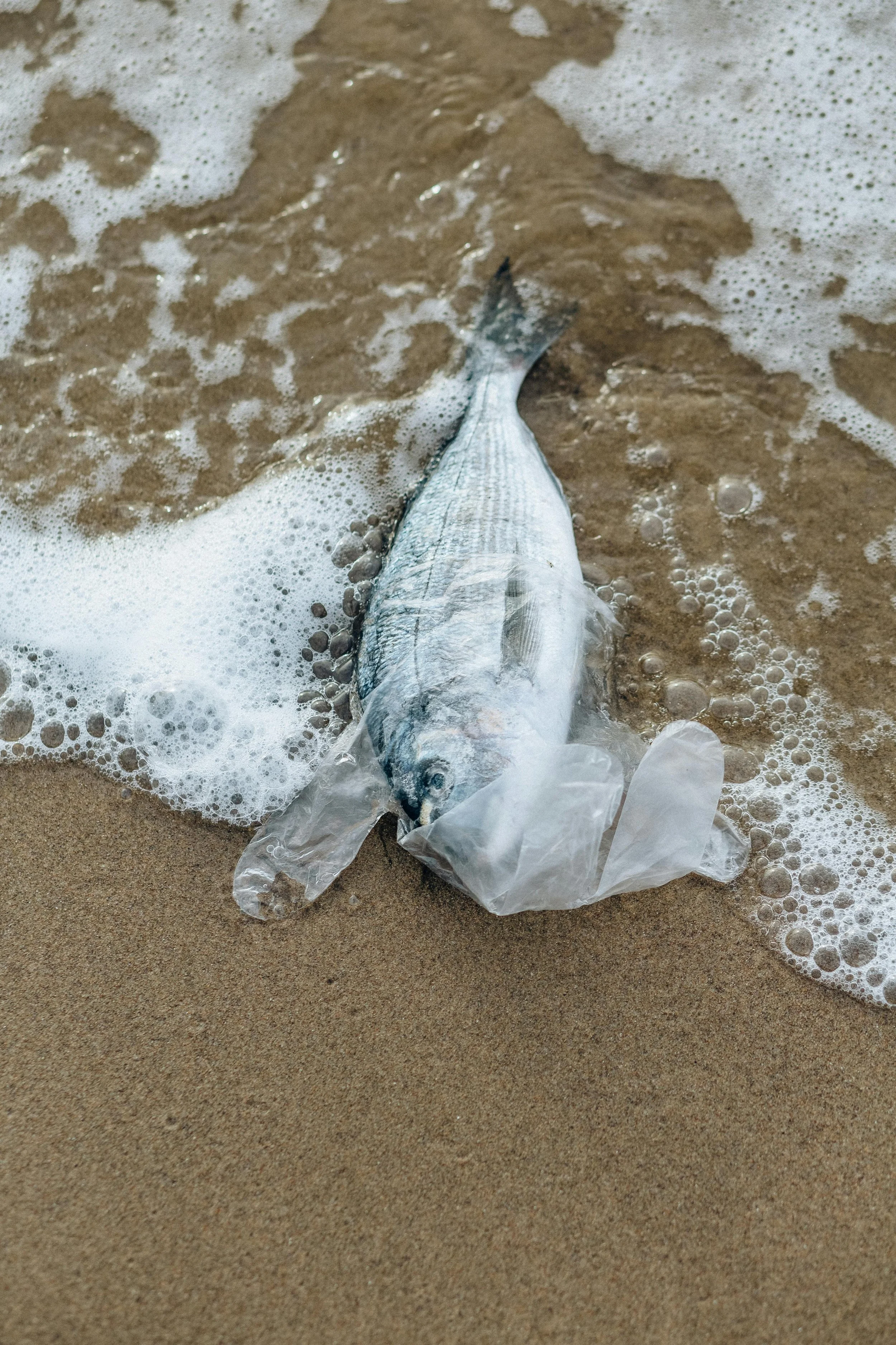 'Dreaming About Fish', by Sarp Sozdinler