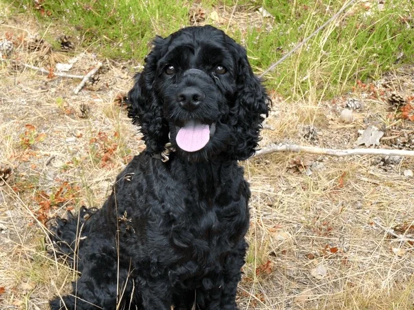 'Toto Binglebong', by Vern Fein