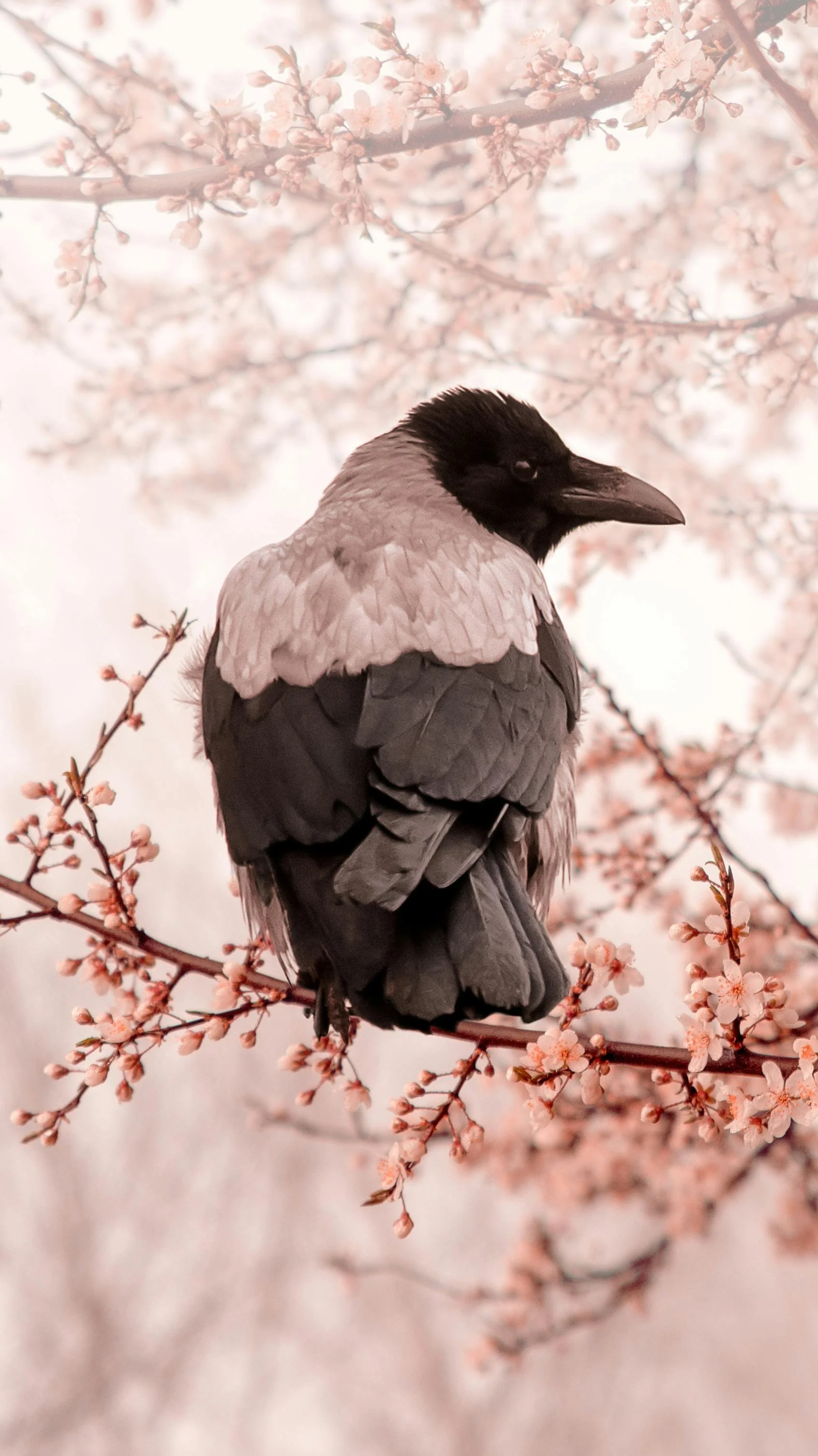 'Boundary' &amp; 'Crow &amp; Warrior',  by Yucheng Tao
