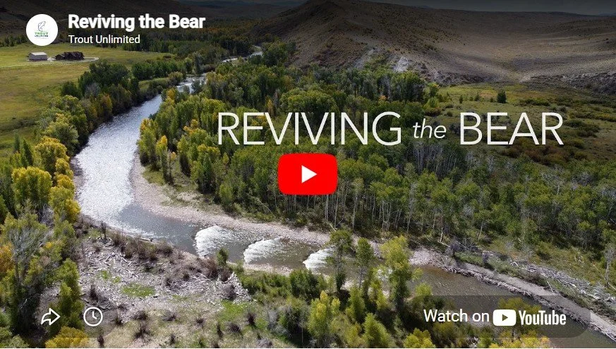 REVIVING THE BEAR