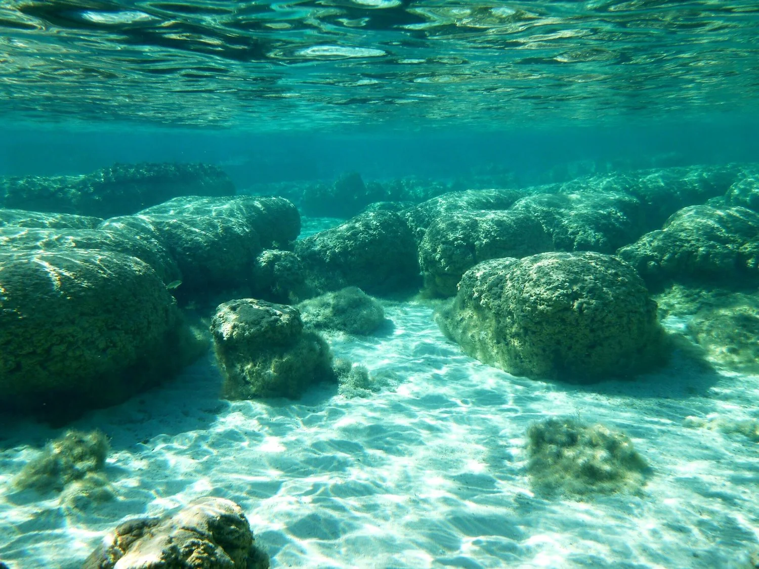 Corals incorporate isotopes from sea water during growth, which can later be used to infer sea water composition through time.