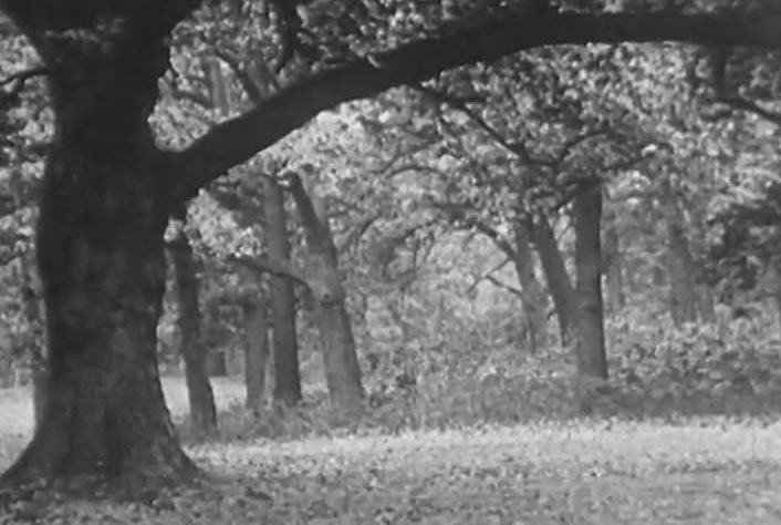 10-forest.jpg