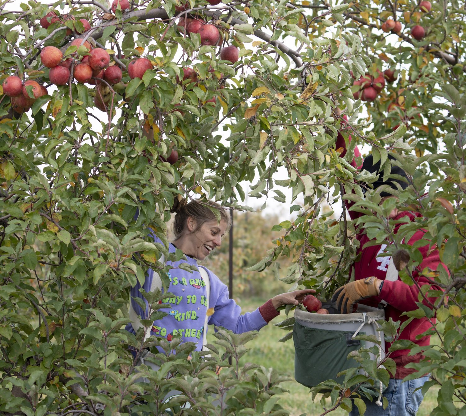  Audra Boarman, program coordinator at Society of St. Andrew’s Indiana office, and volunteer John Shaw glean apples Tuesday, Oct. 31, 2023, at Chandler’s Orchard &amp; Country Store in Fillmore, Ind. That day the gleaners rescued 54 bushels of apples