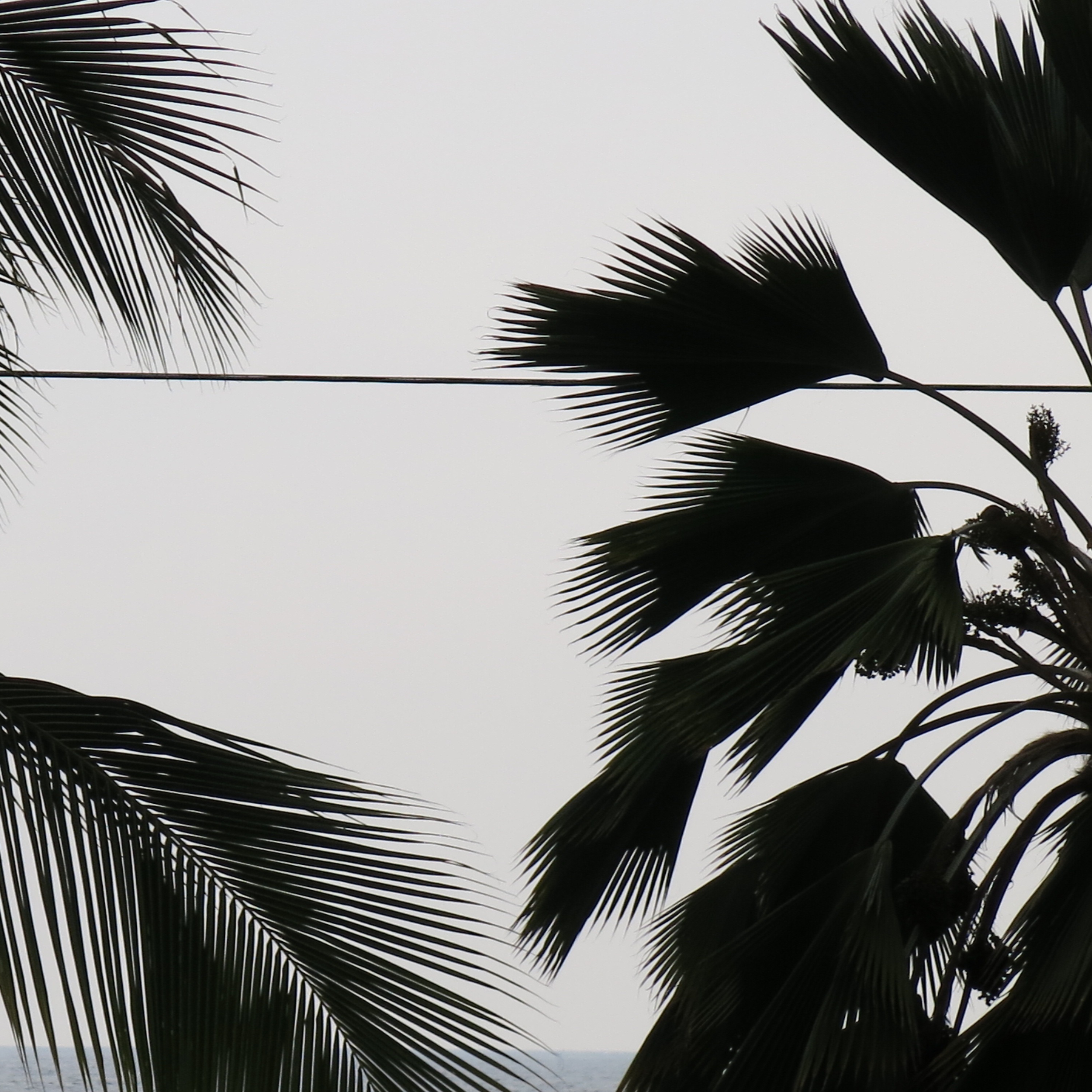 palms and wire 2.png