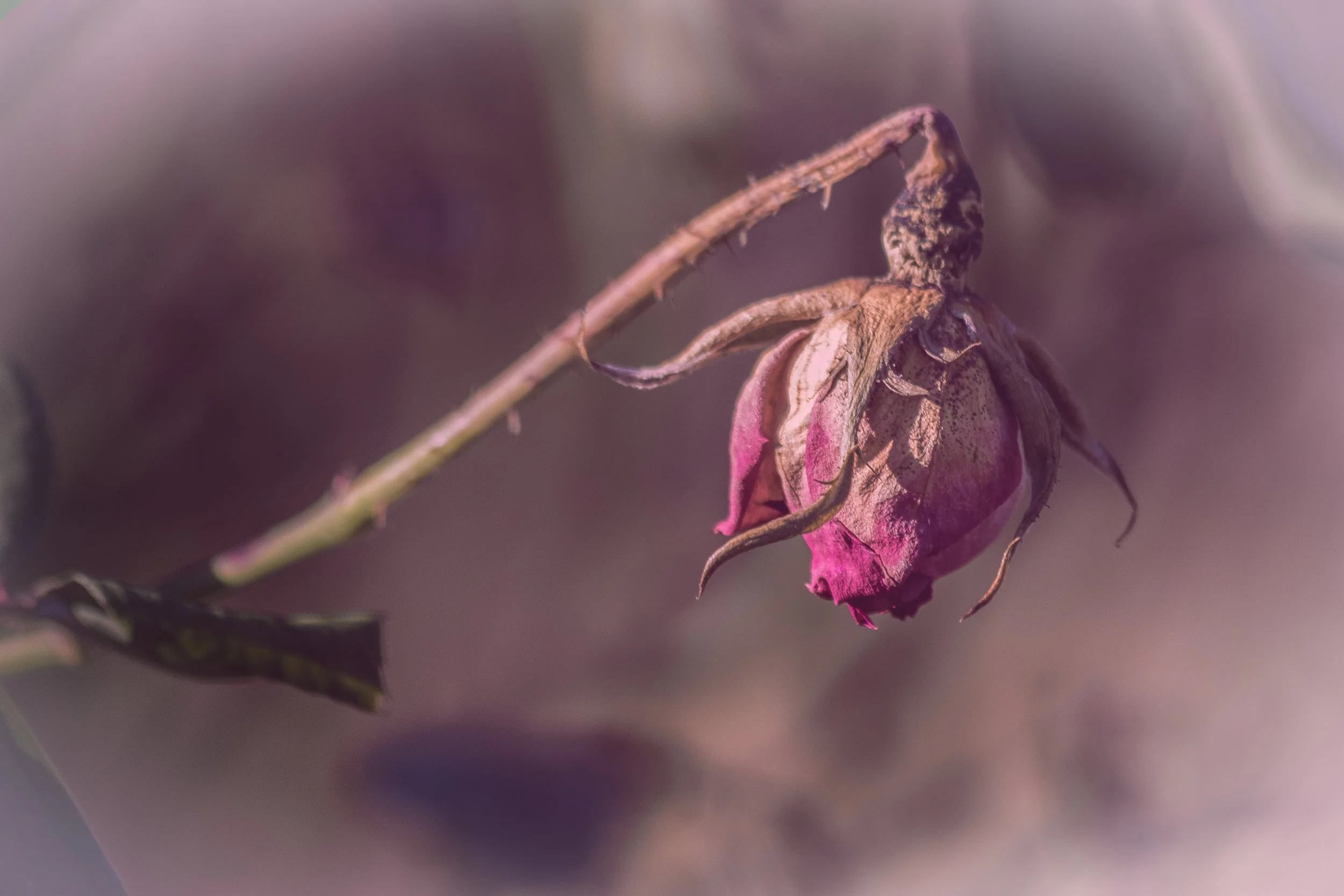 _MGL7153-Edit.jpg