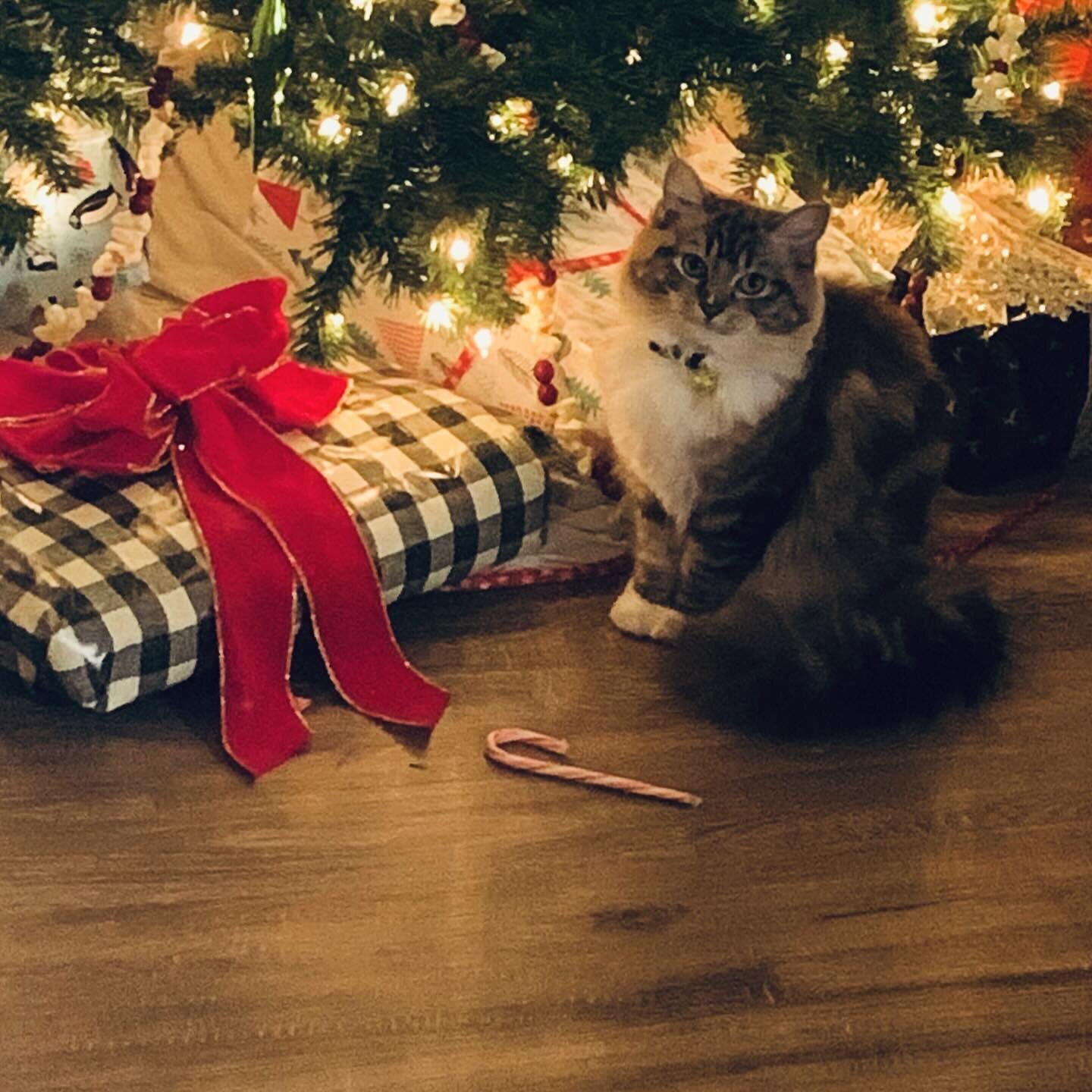 Candy Cane Bandit - Caught Red Handed and Trying To Play Innocent.