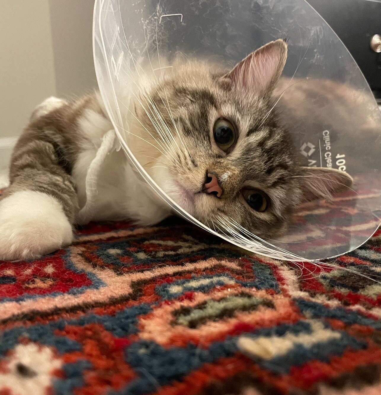 Our little cone-head is home