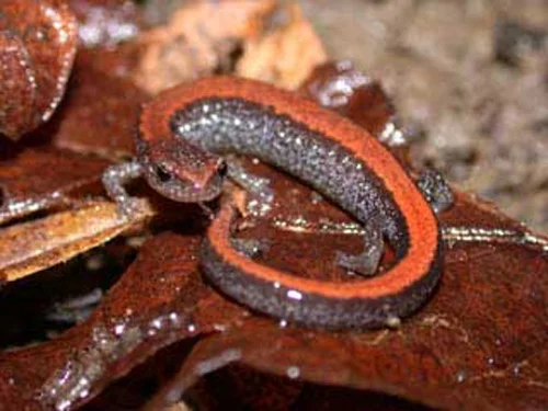 redback_salamander.jpg