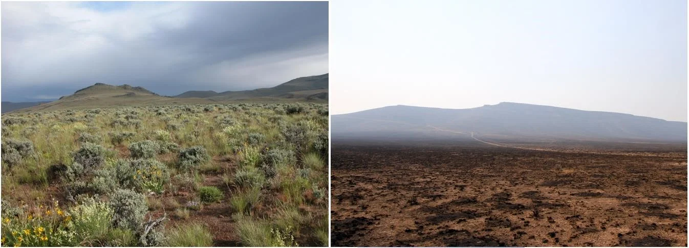 Impact of fire on the sagebrush ecosystems of south-eastern Oregon after the Long Draw fire, 2012. Left is before and right is after the fire. Imagery retrieved from Bureau of Land Management and Davies et al., 2014
