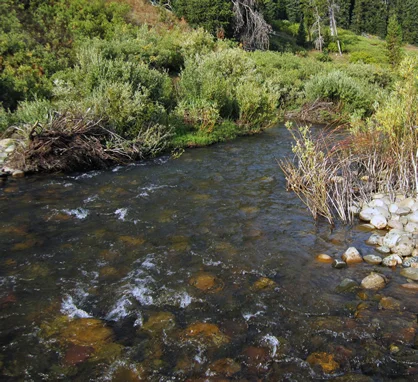 Cold-water stream! (1).jpg