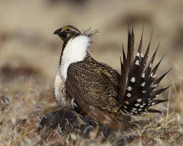 greater-sage-grouse-bird_w725_h580.jpg