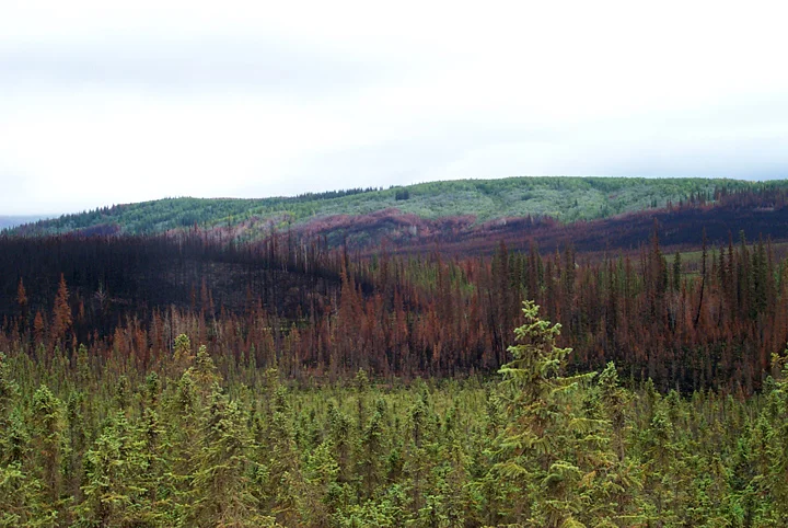 boreal_forest.jpg