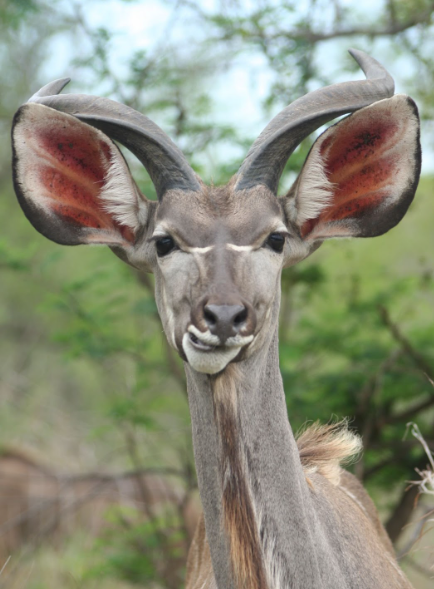 Dr. Toni Lyn Morelli and Dr. Diana Stralberg's Recent Piece on Climate Change Safe Havens