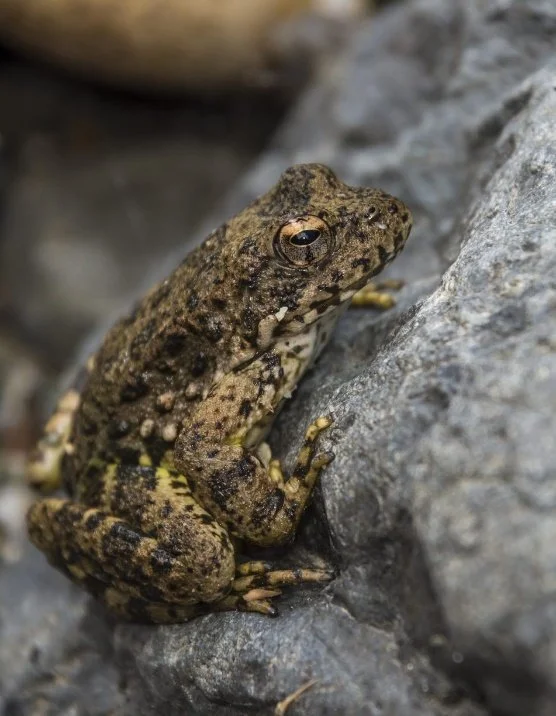 Foothill yellow-legged frog sitting on a rock.  Photo: Isaac Chellman.
