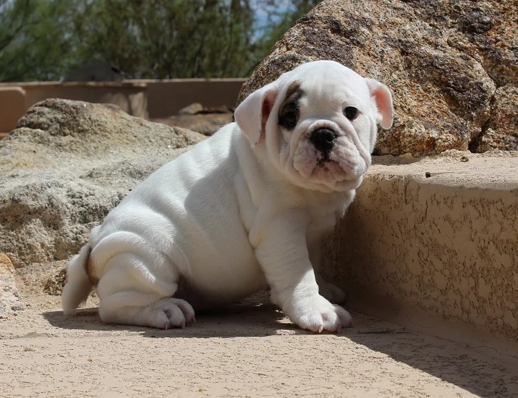 Hollywood Bulldogs - Bella
