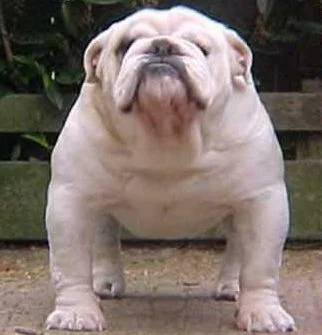 bulldog bow