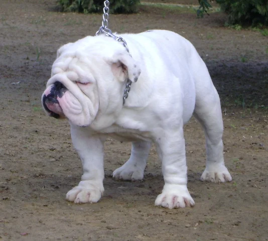 MACK.jpg