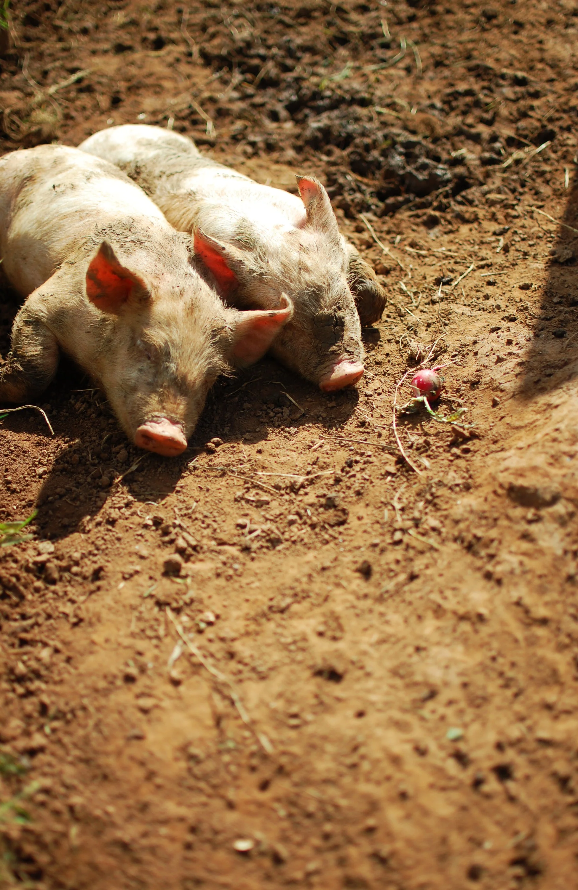 pink bacon backs.JPG