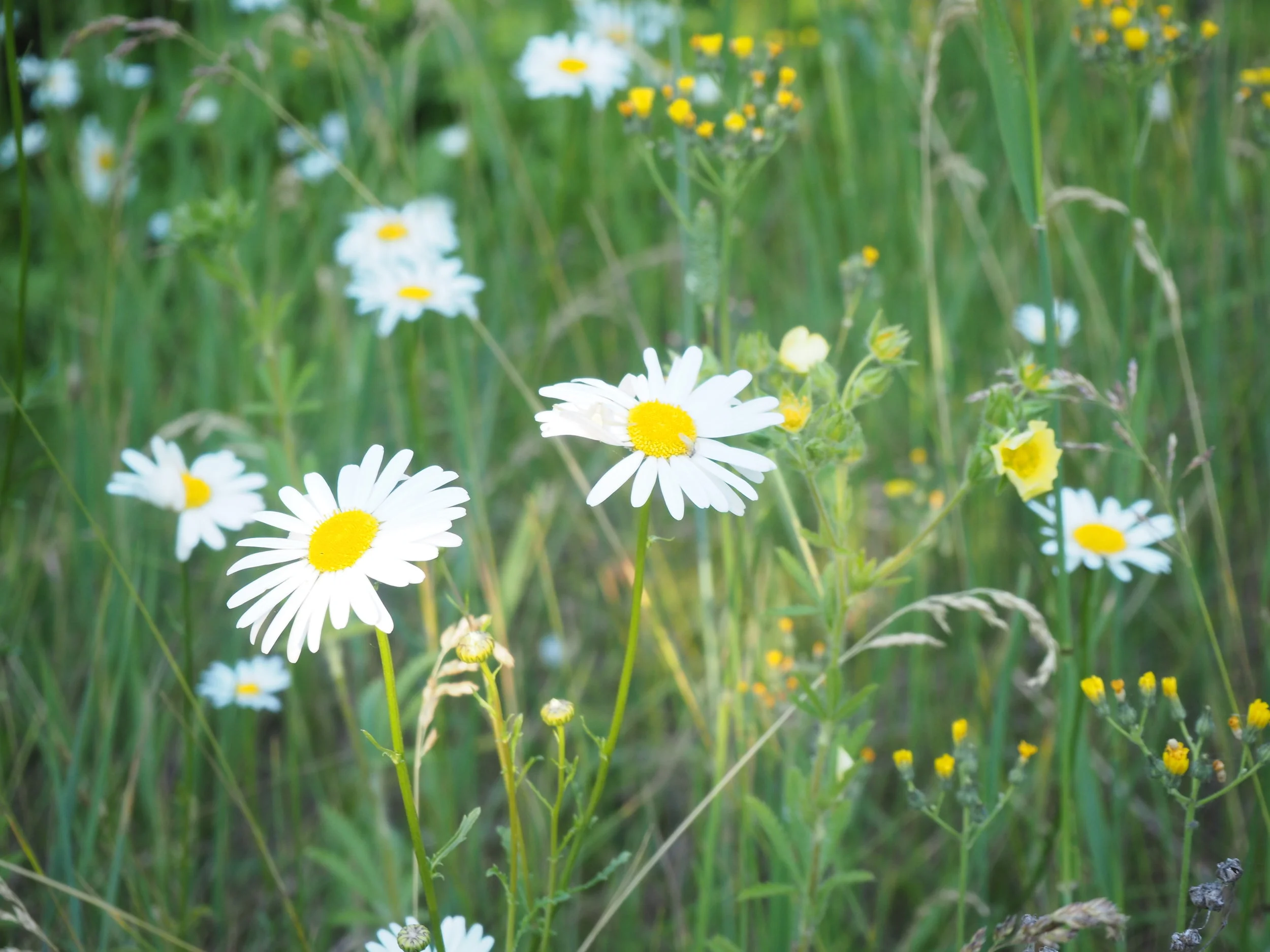 daisy.JPG