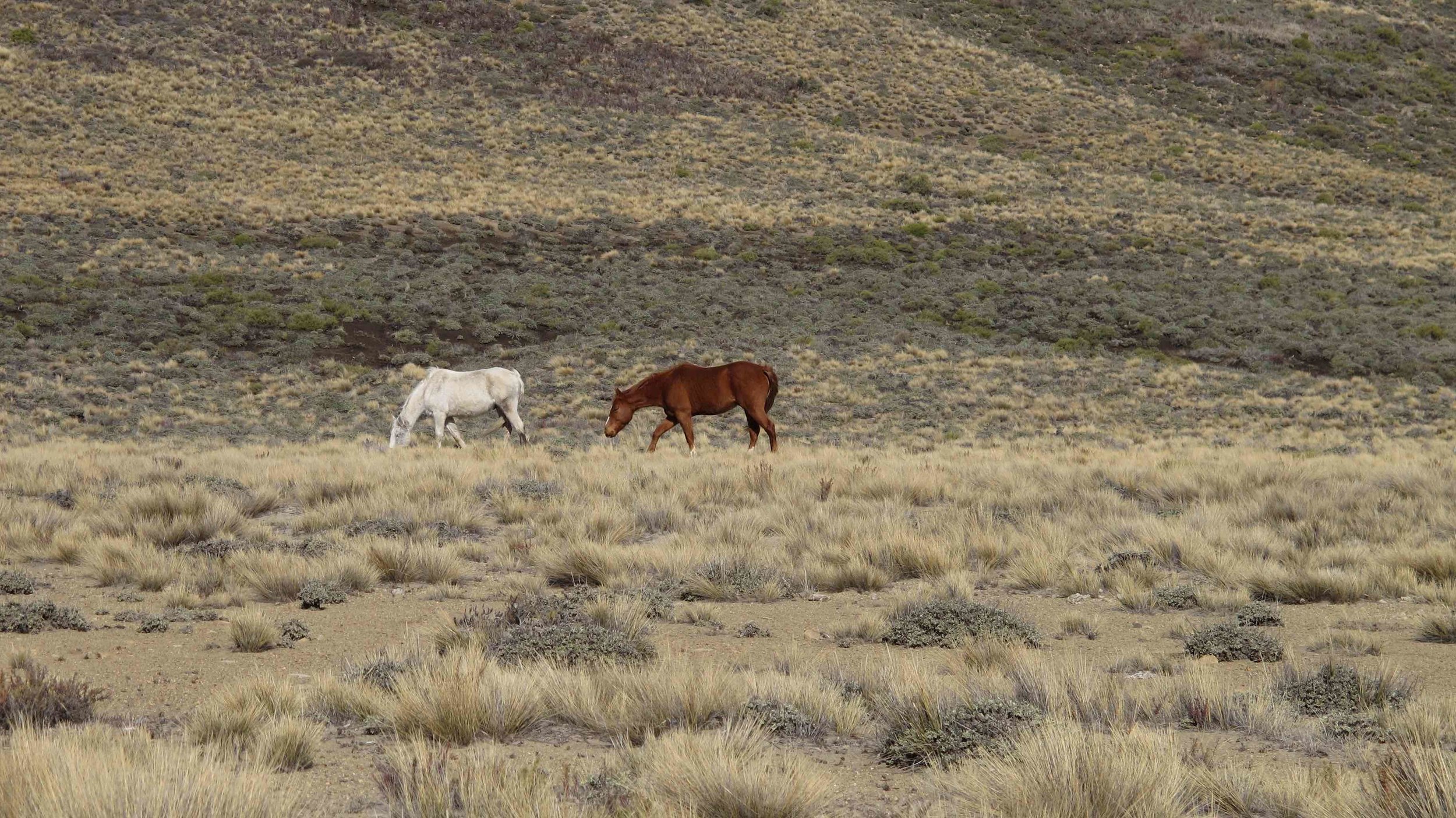 horseback-adventures.jpg