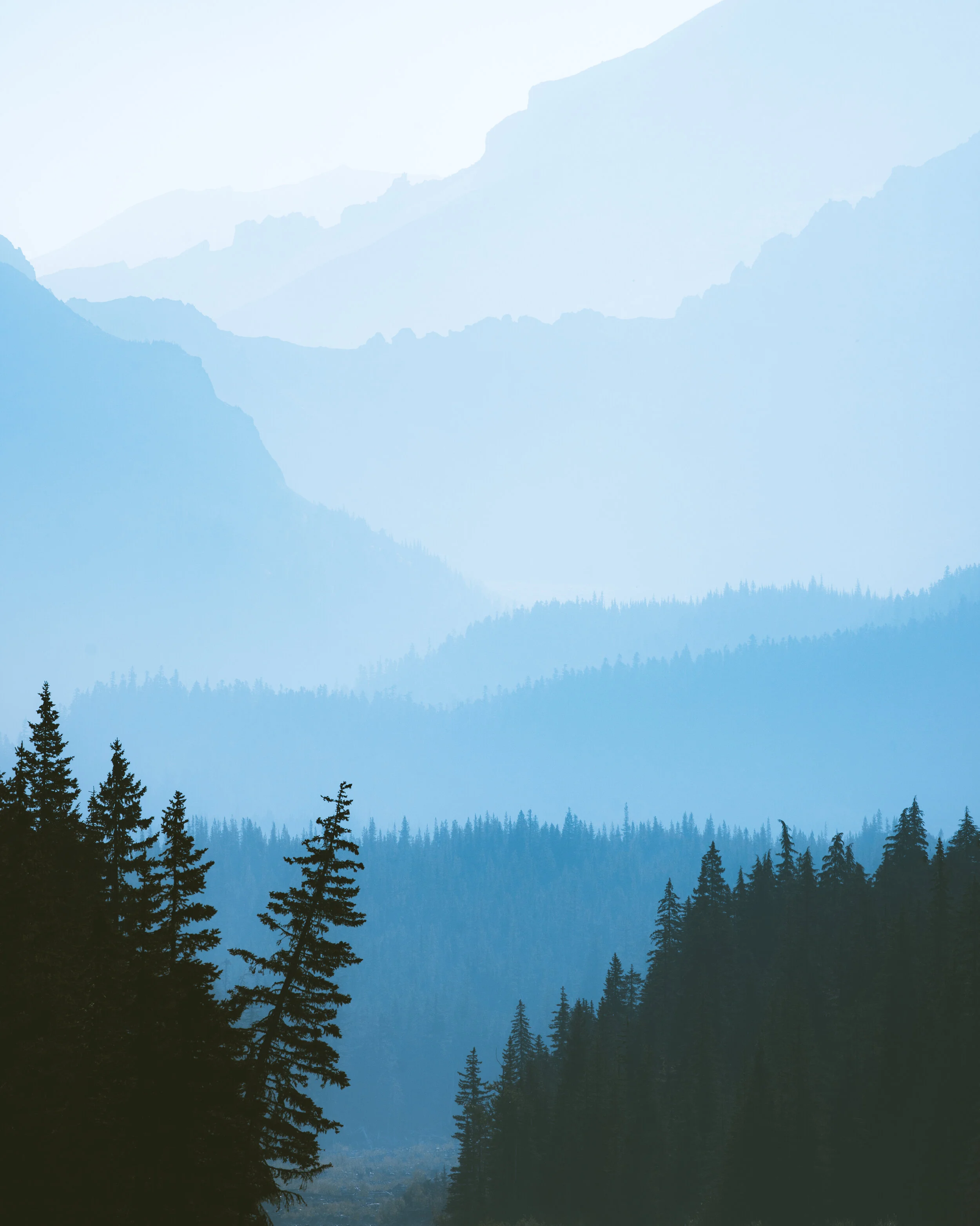 PrintTheOldGrowth.jpg