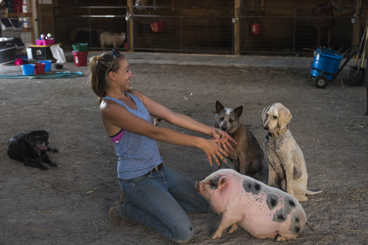  Rachel Bendler, co-owner of Bella Run Equine, shows her husband Zach how she taught their new pet pig to sit on Monday September 12, 2016 in Athens, Ohio. 