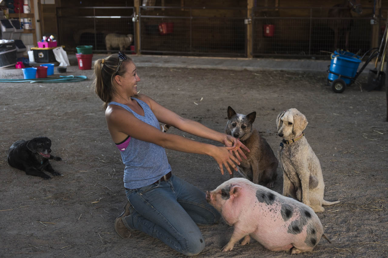 Rachel Bendler, co-owner of Bella Run Equine, shows her husband Zach how she taught their new pet pig to sit on Monday September 12, 2016 in Athens, Ohio.