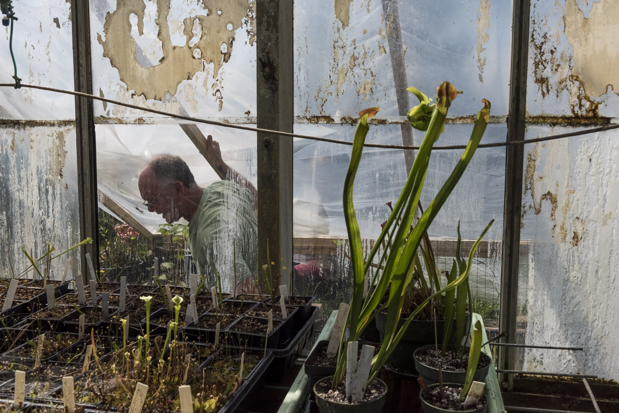 Harold Blazier, Manager of the Ohio Unviersity botanical garden and greenhouse, tends to his carnivous plants on Wednesday, April 5, 2017.