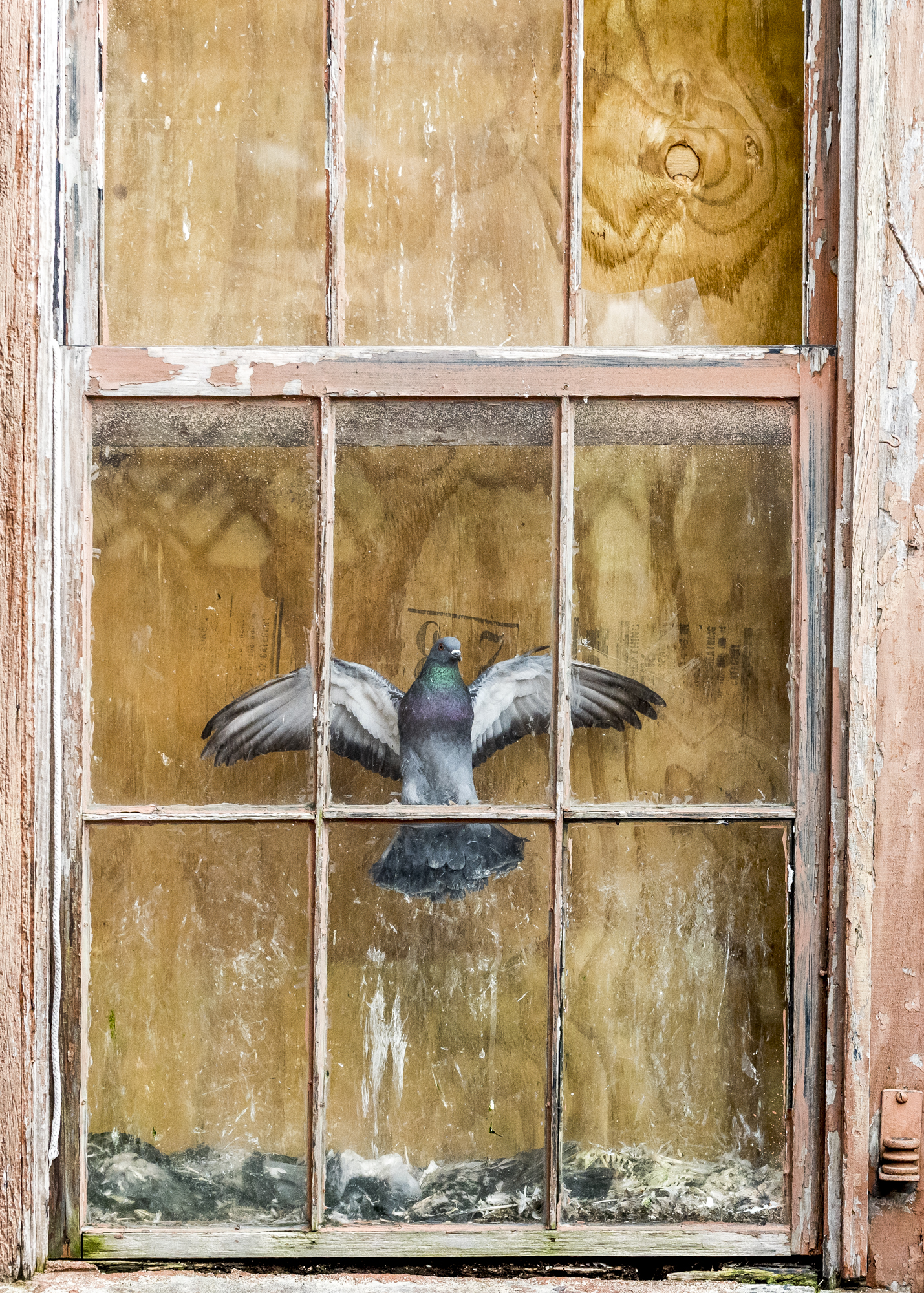  A pigeon remains trapped in a third story window in a cramped alleyway in Pomeroy, Ohio. It appears motionless as it frantically hovers above the corpses of other birds hoping to find the way out. 