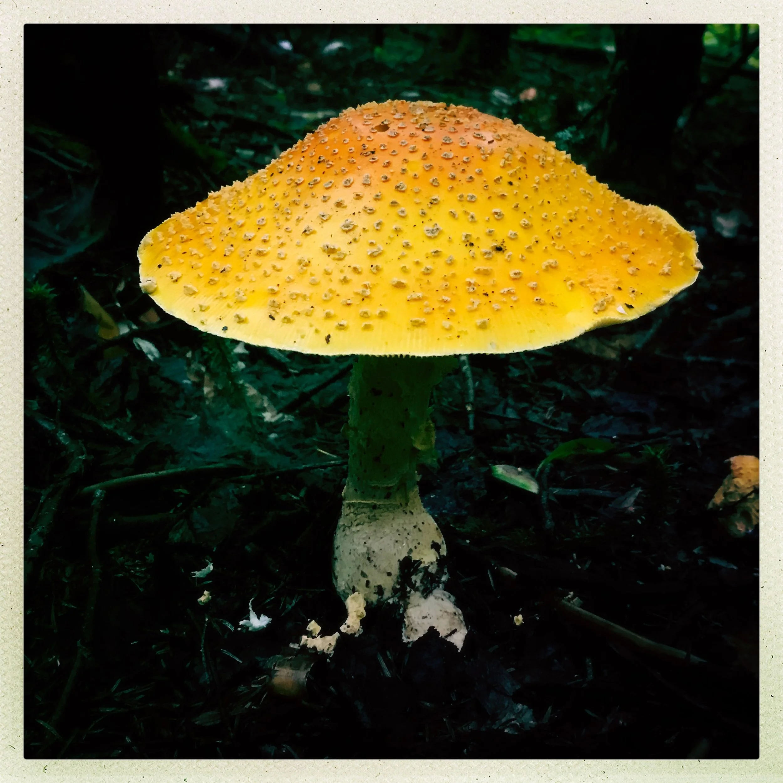 HipstamaticPhoto-684199263.924976.jpg
