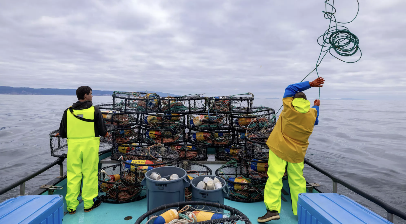 Why CA's Dungeness crab industry is in peril
