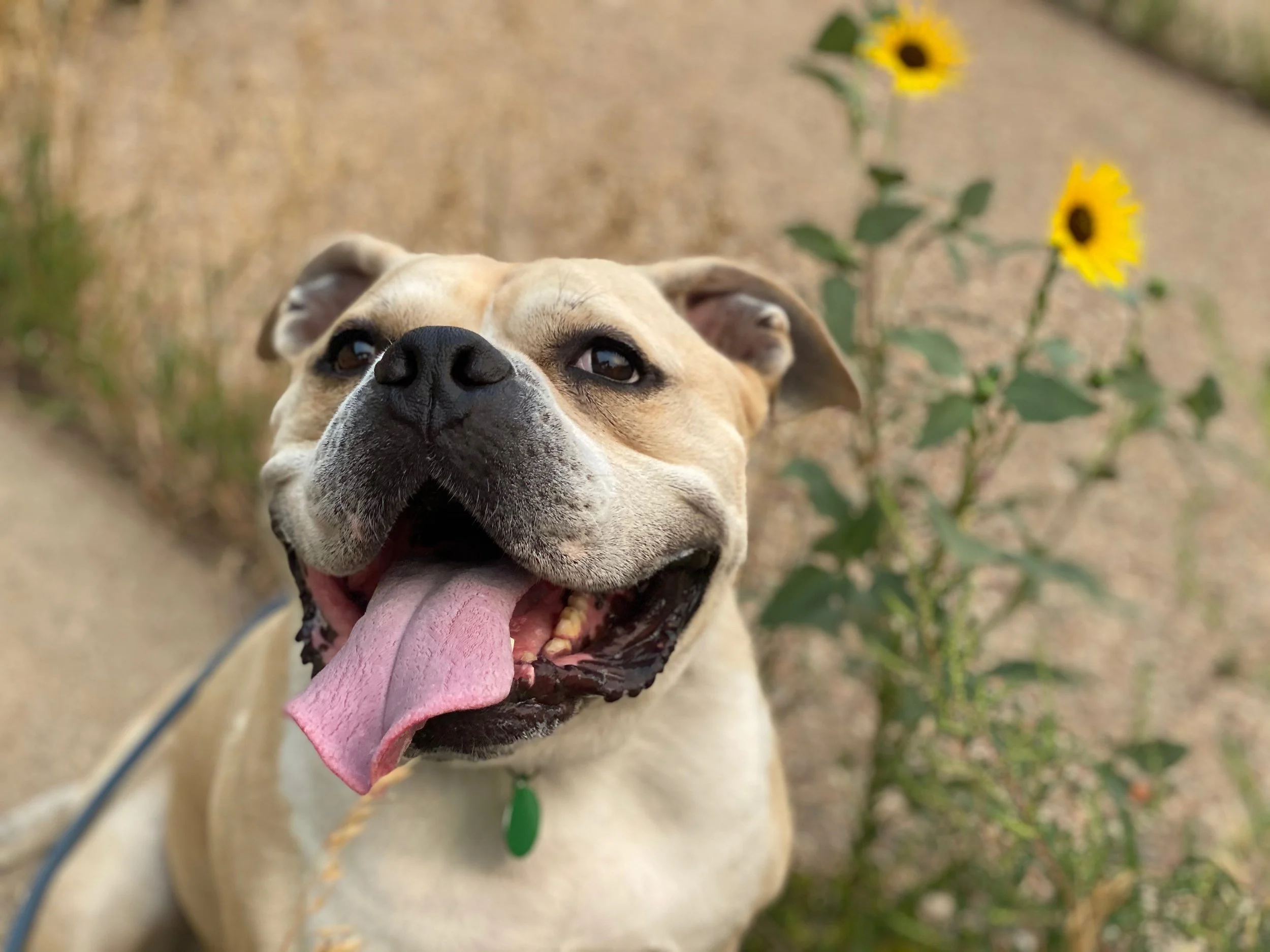 How To Use Dog Treats To Sell Boxing&nbsp;Classes