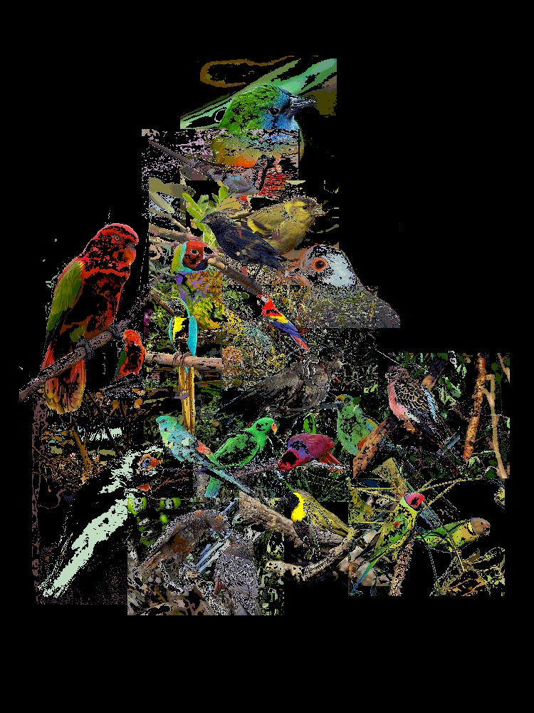 New Zealand Birds, Crickets (and cicadas I think)