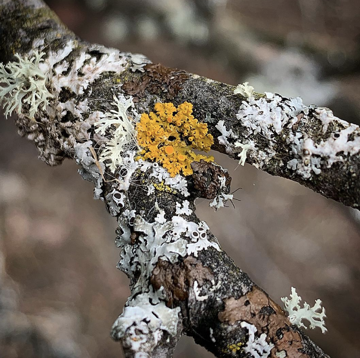 Screen Shot 2019-10-22 at 10.25.31 AM.png