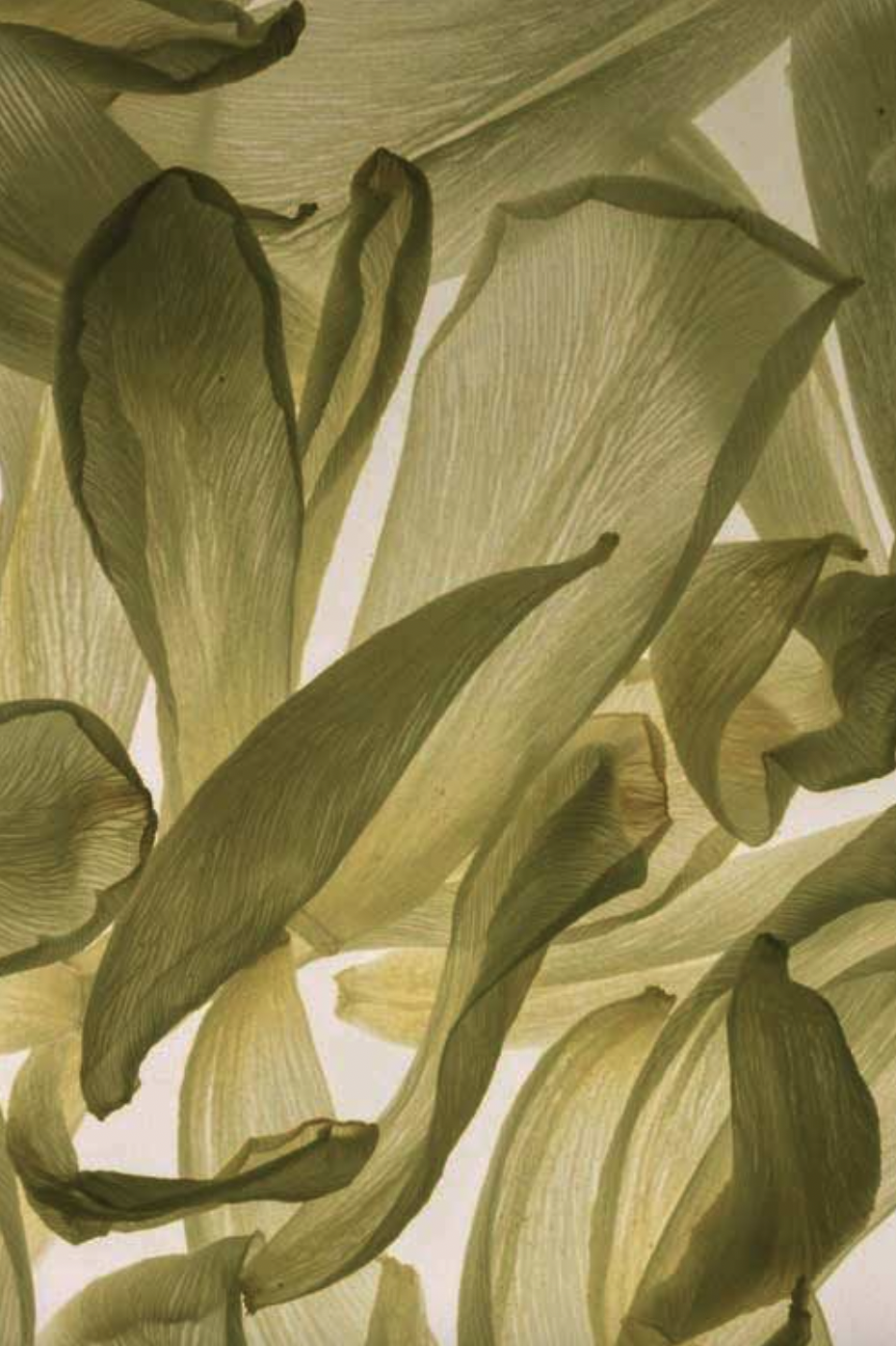 Screen Shot 2022-06-10 at 1.29.42 PM.png