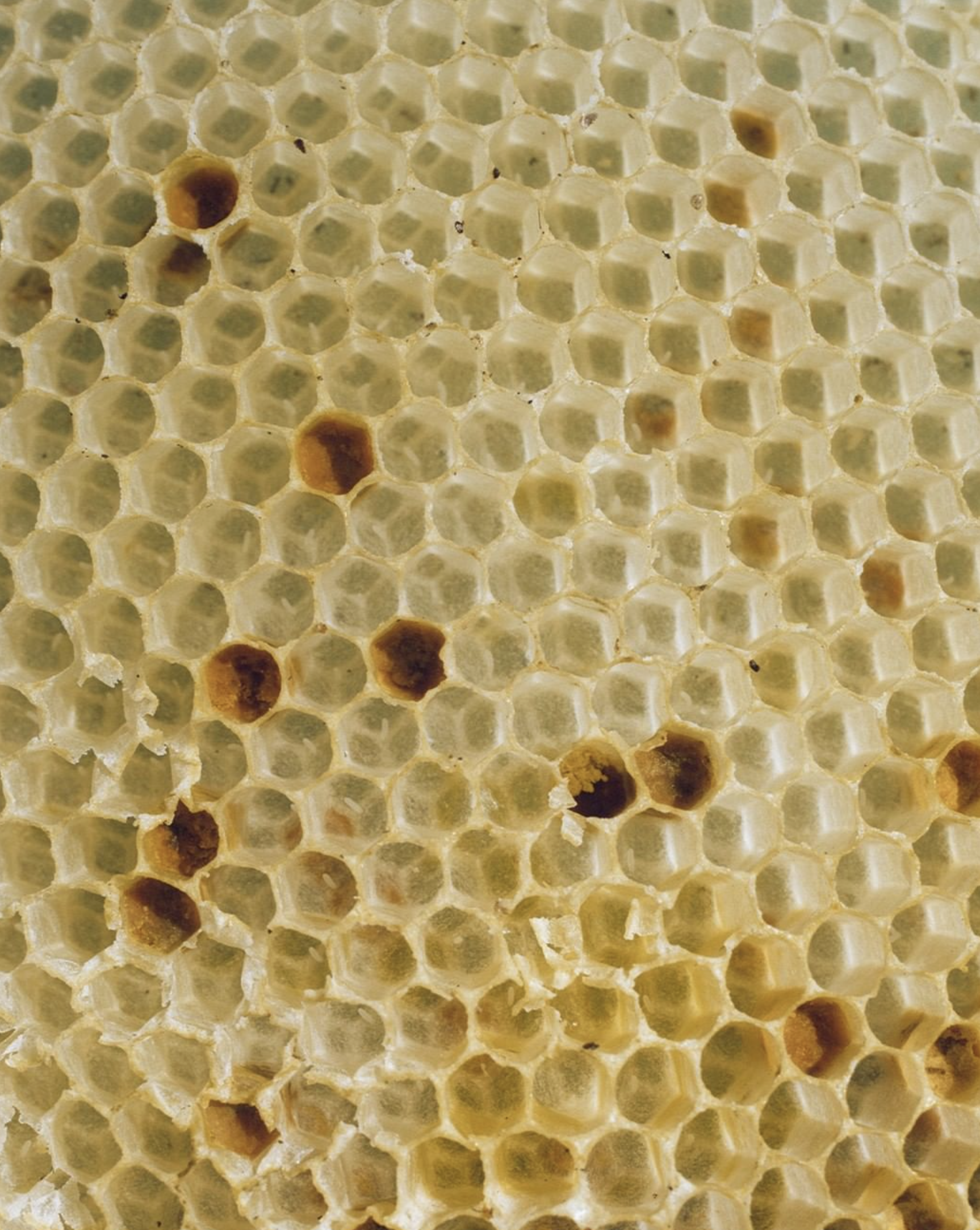 Screen Shot 2022-06-02 at 1.23.06 PM.png