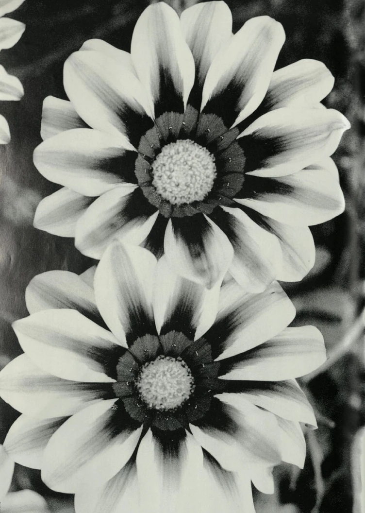 Screen Shot 2023-04-19 at 11.49.27 AM.png