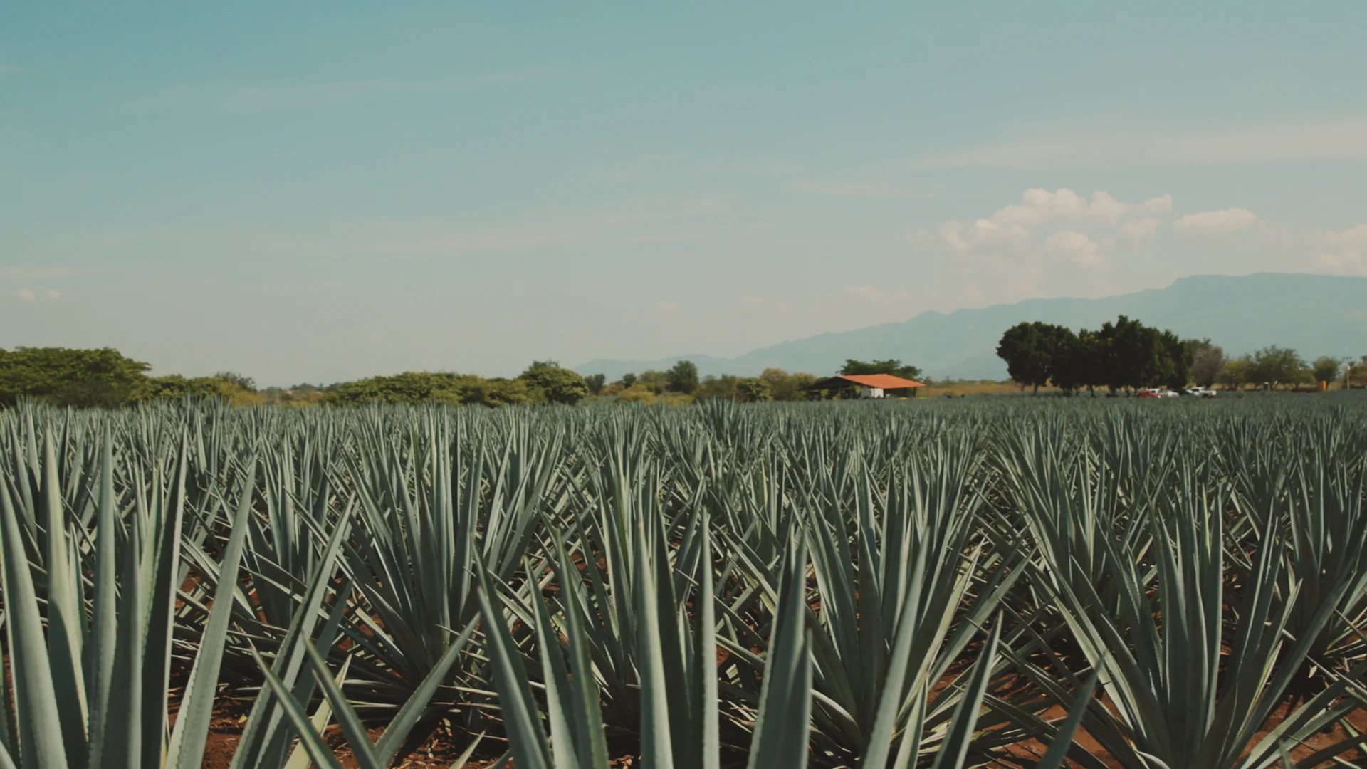 agave14.jpg