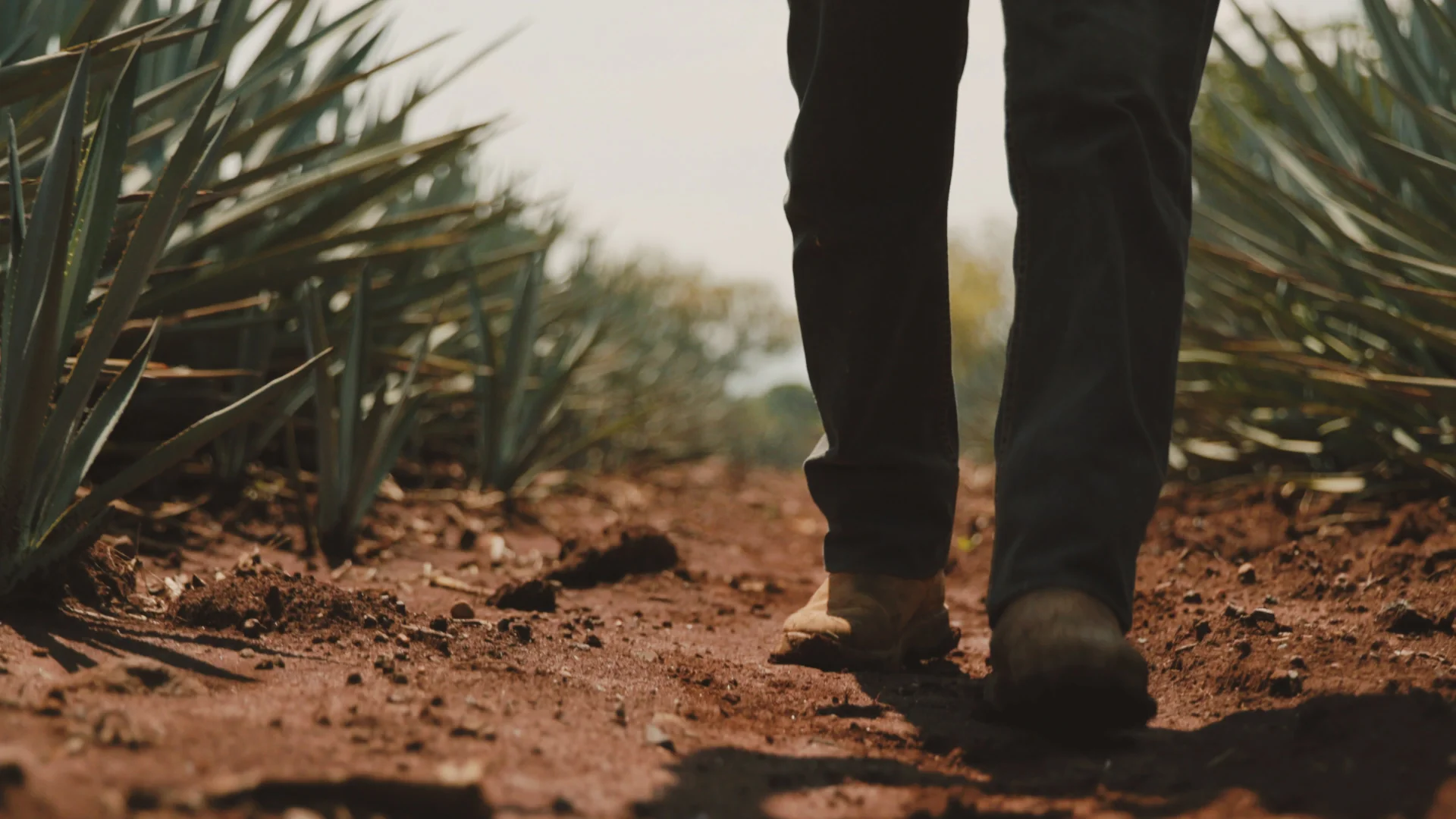 agave9.jpg