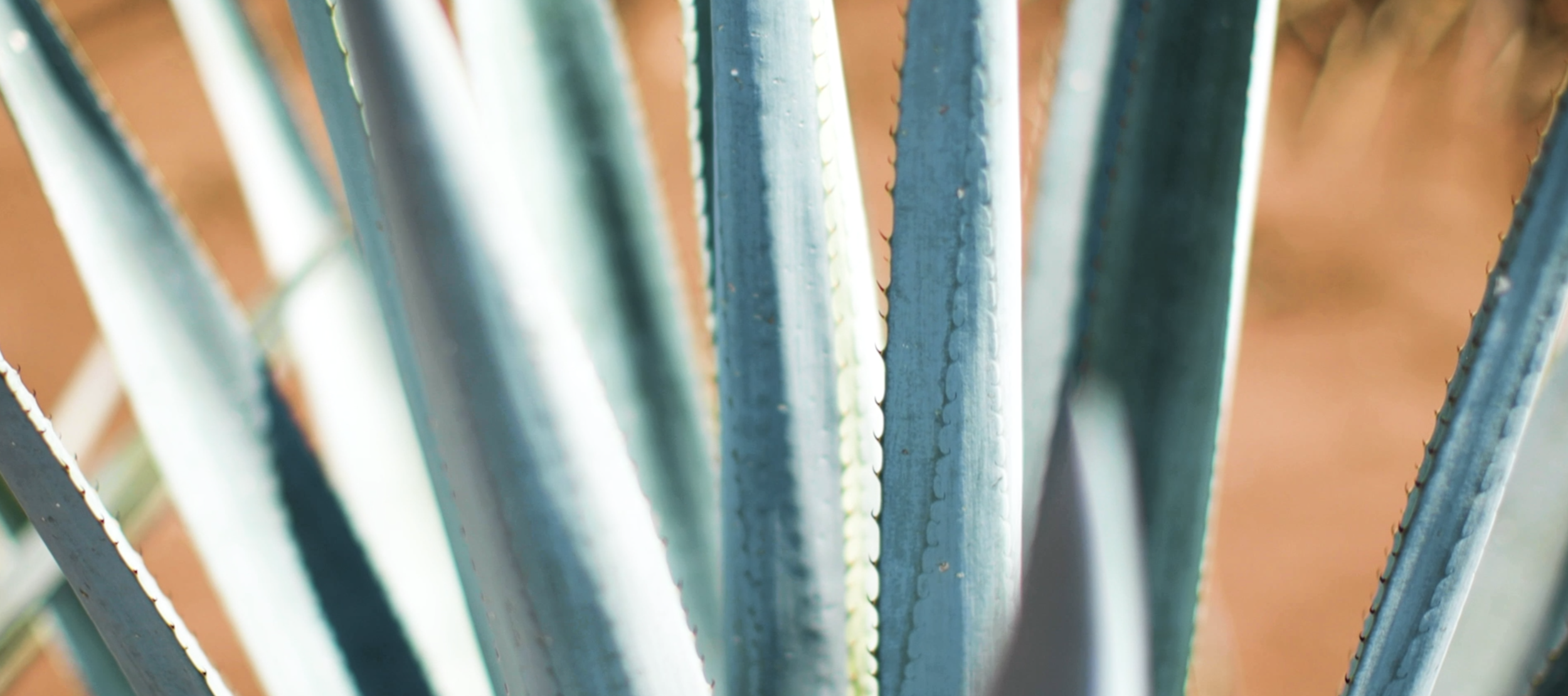 Screen Shot 2020-02-27 at 2.54.46 PM.png