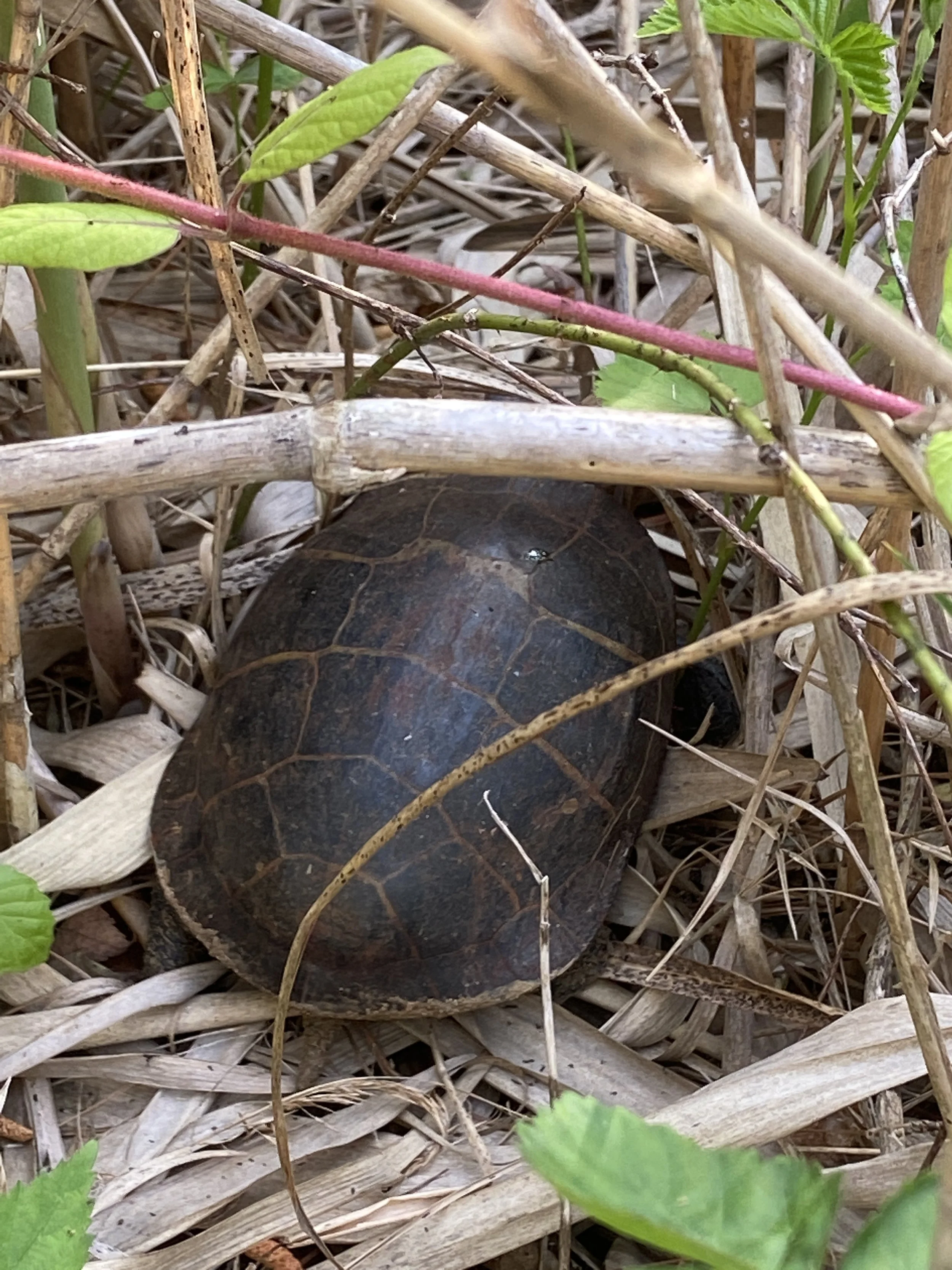 Turtle Number 1