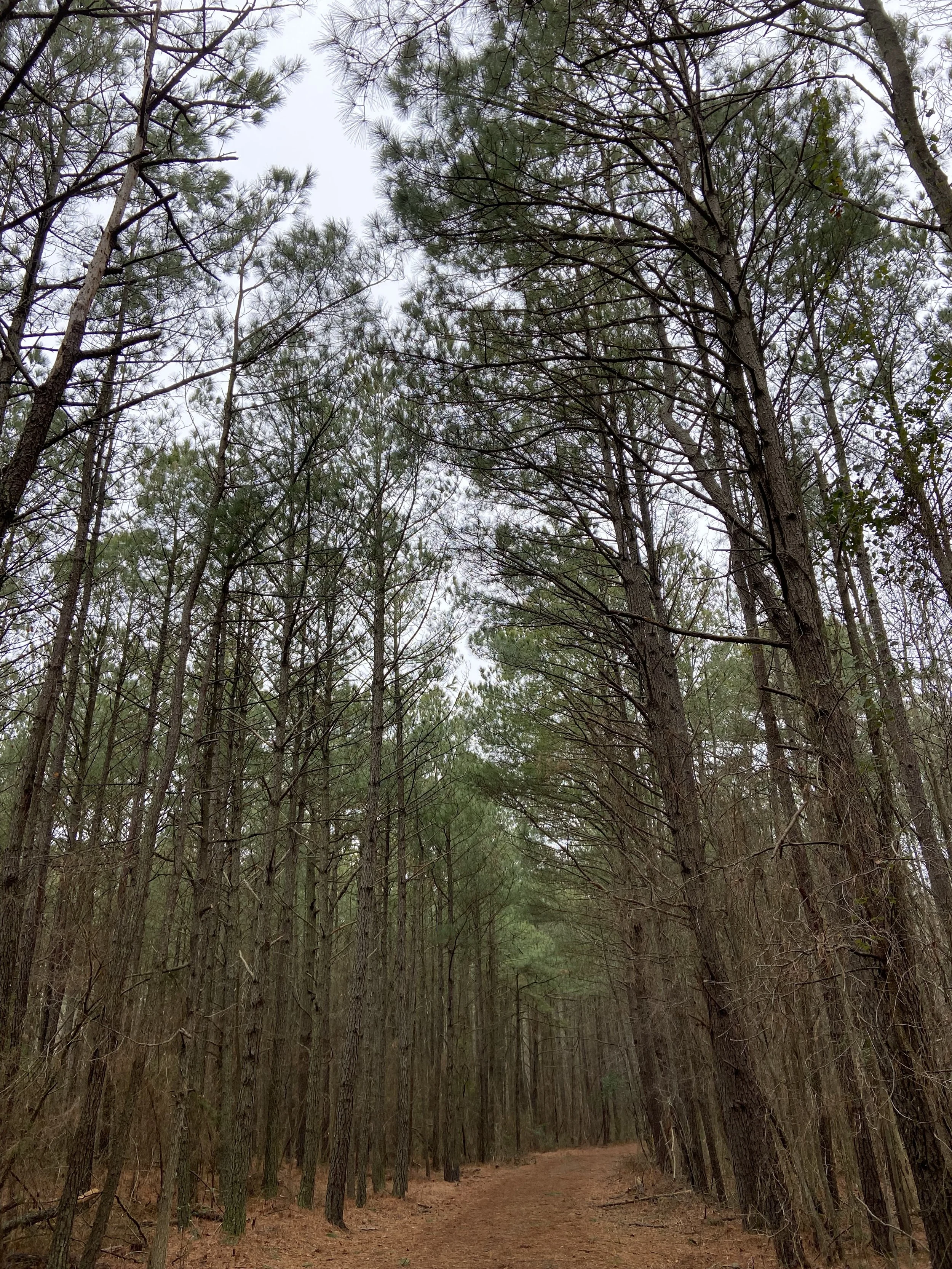 Walking Trail